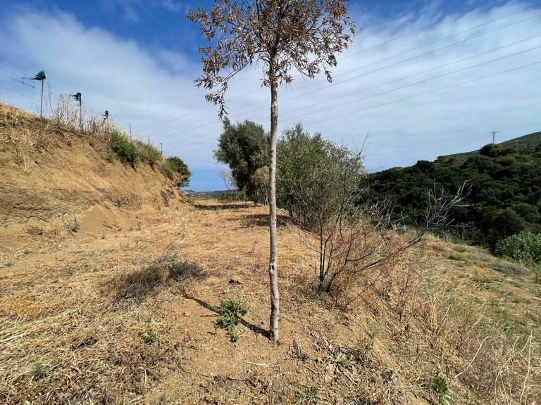 Plot for Sale in Los Pedregales, Estepona, Malaga 13