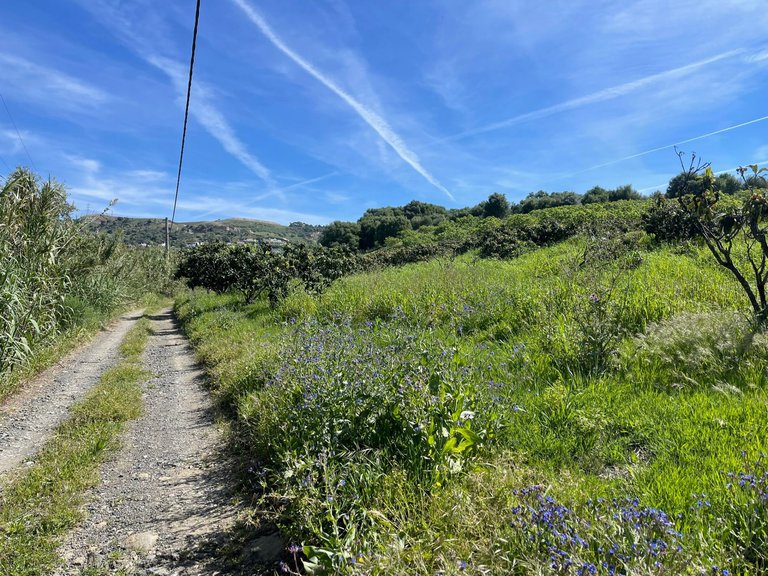 Plot for Sale in Guadalobon, Estepona, Malaga 5