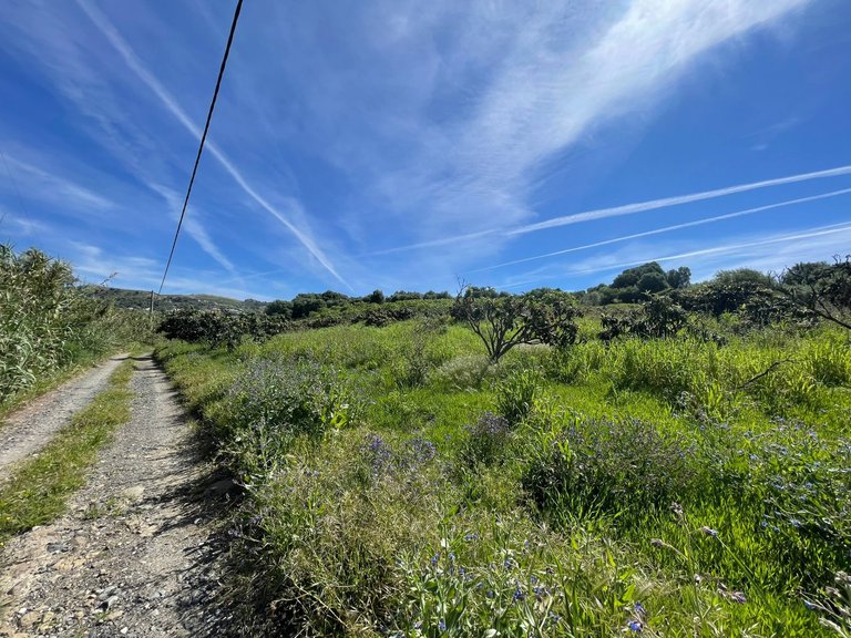 Plot for Sale in Guadalobon, Estepona, Malaga 3