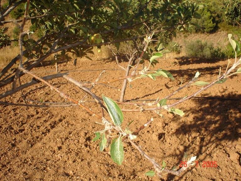 Plot for Sale in El Padron, Estepona, Malaga 22