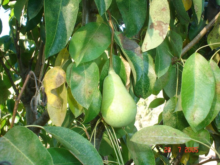 Plot for Sale in El Padron, Estepona, Malaga 26