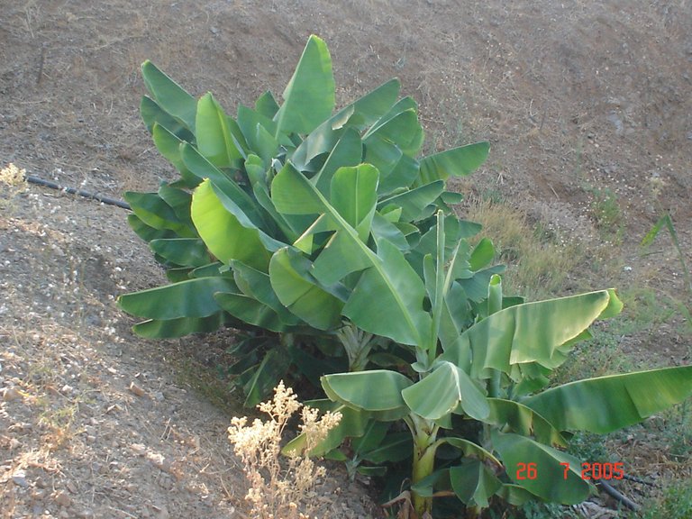 Plot for Sale in El Padron, Estepona, Malaga 31