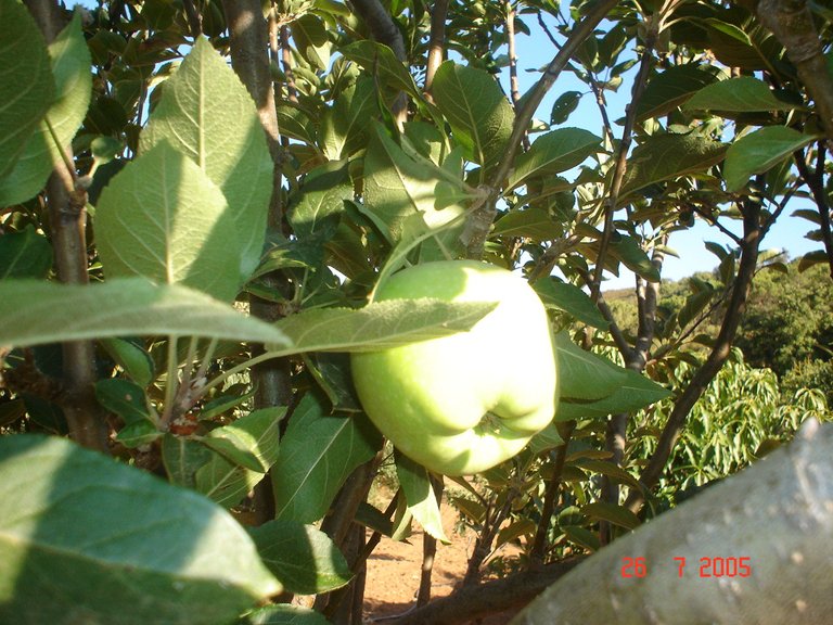 Plot for Sale in El Padron, Estepona, Malaga 24