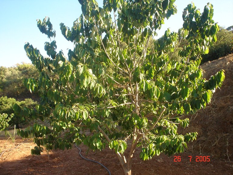Plot for Sale in El Padron, Estepona, Malaga 25