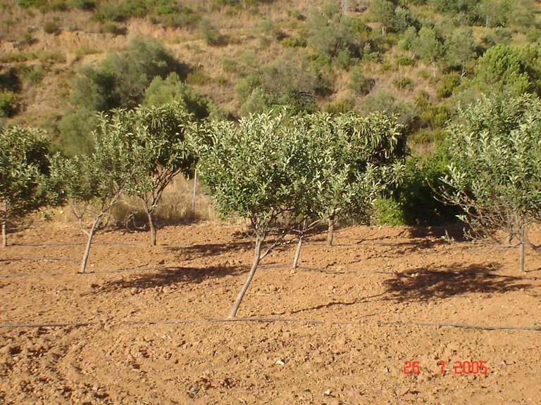 Plot for Sale in El Padron, Estepona, Malaga 16