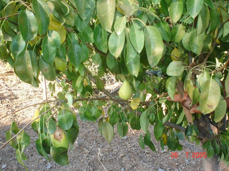 Plot for Sale in El Padron, Estepona, Malaga 27