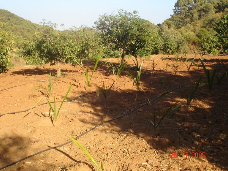 Plot for Sale in El Padron, Estepona, Malaga 14