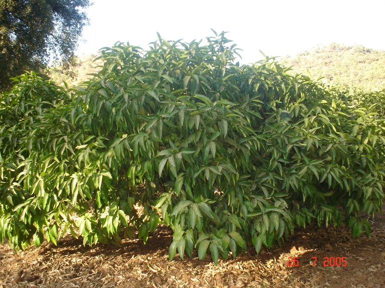 Plot for Sale in El Padron, Estepona, Malaga 10