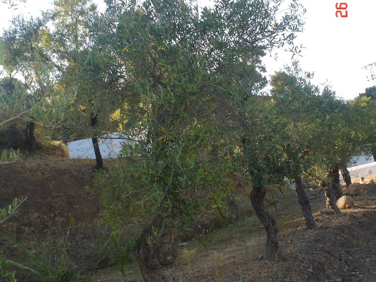 Plot for Sale in El Padron, Estepona, Malaga 9