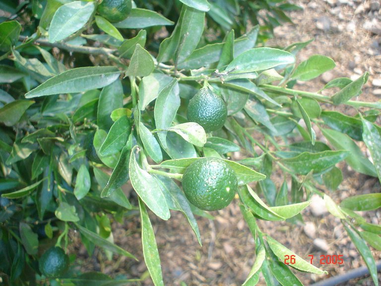 Plot for Sale in El Padron, Estepona, Malaga 28
