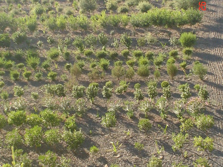 Plot for Sale in El Padron, Estepona, Malaga 18