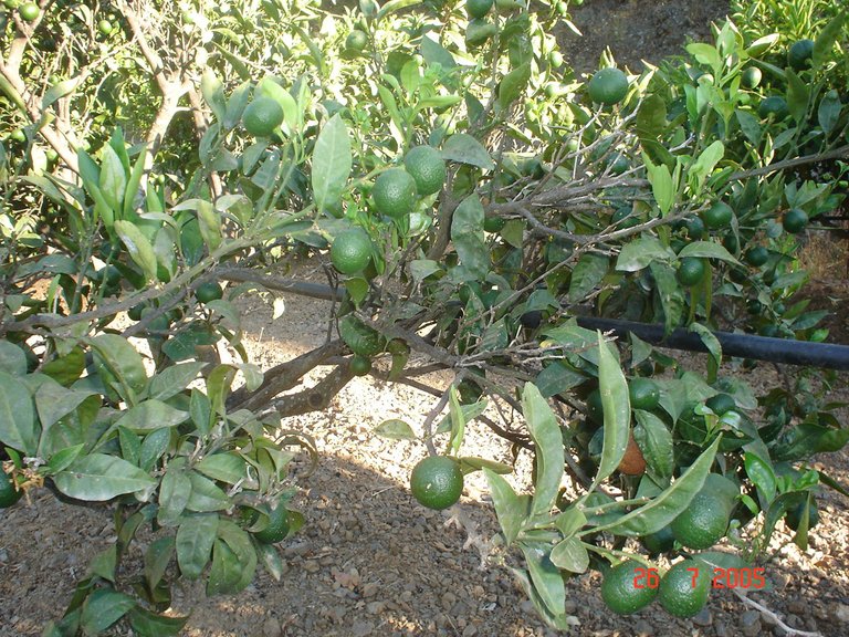 Plot for Sale in El Padron, Estepona, Malaga 30