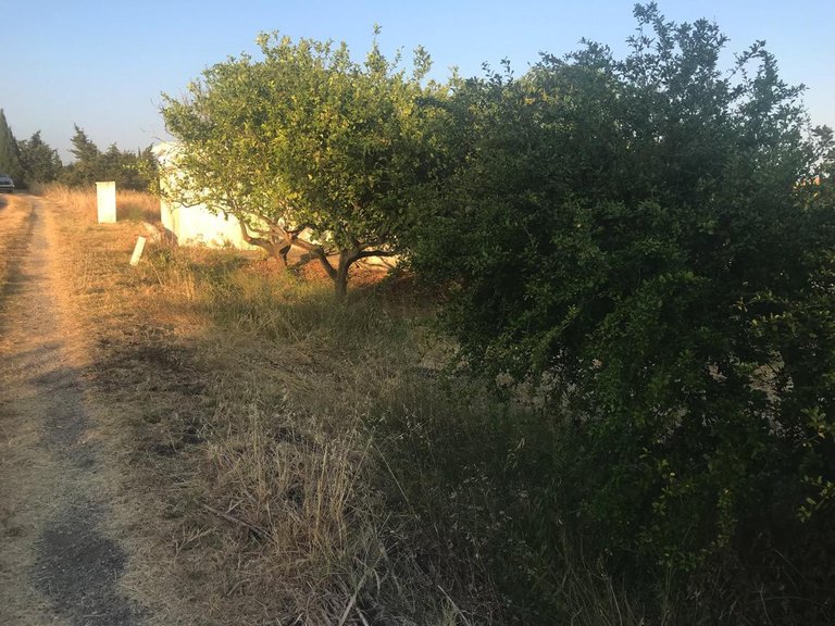 Plot for Sale in Reinoso, Estepona, Malaga 5