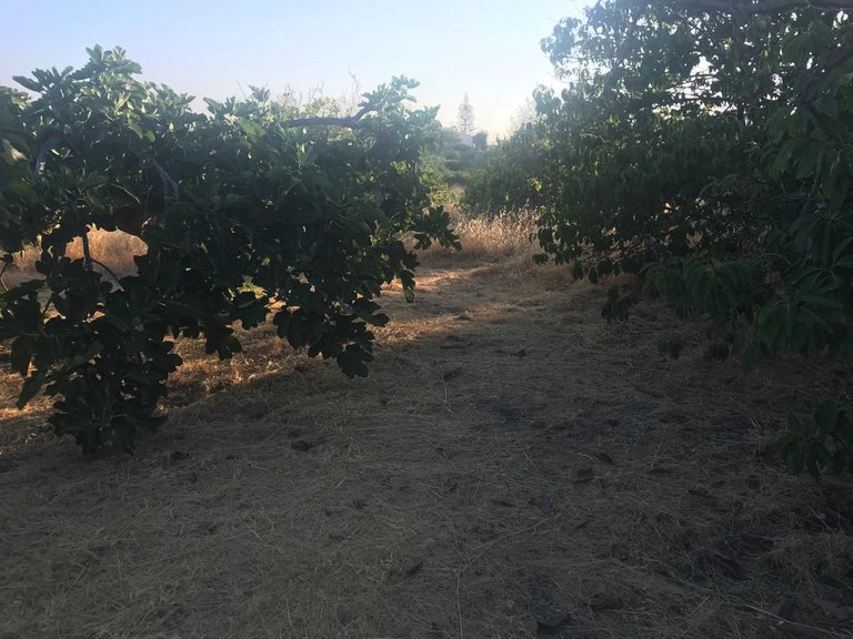 Plot for Sale in Reinoso, Estepona, Malaga 4