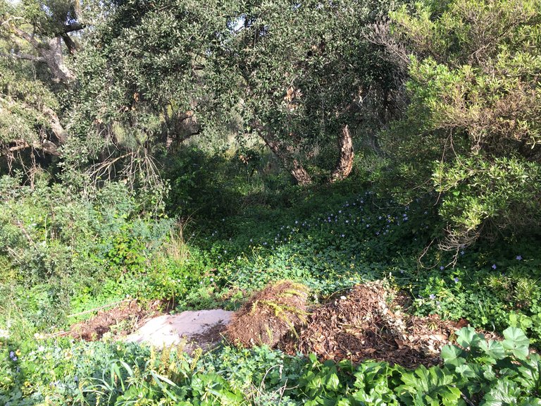 Plot for Sale in Sotogrande Cadiz 10