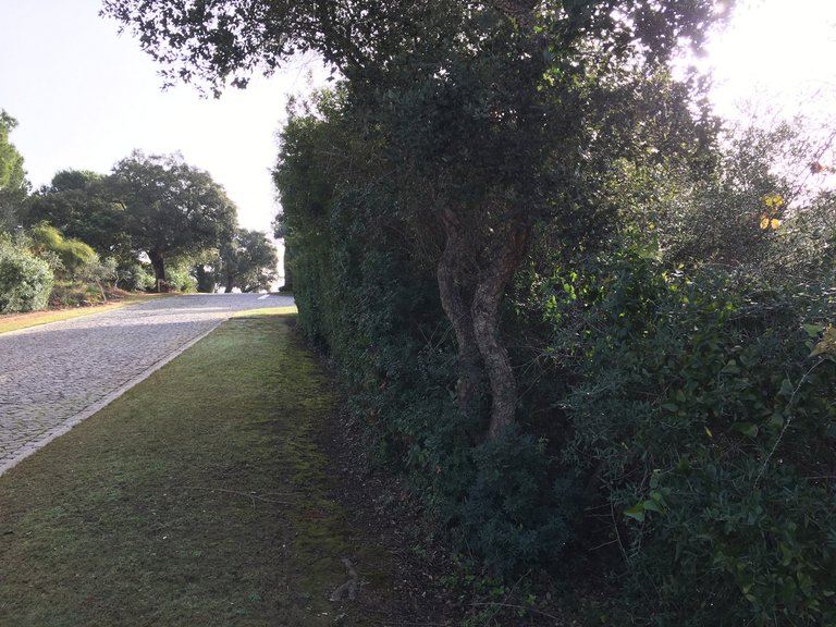 Plot for Sale in Sotogrande Cadiz 12