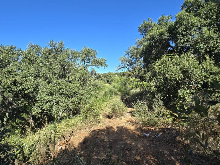 Plot for Sale in Sotogrande Cadiz 11