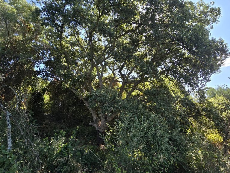 Plot for Sale in Sotogrande Cadiz 1