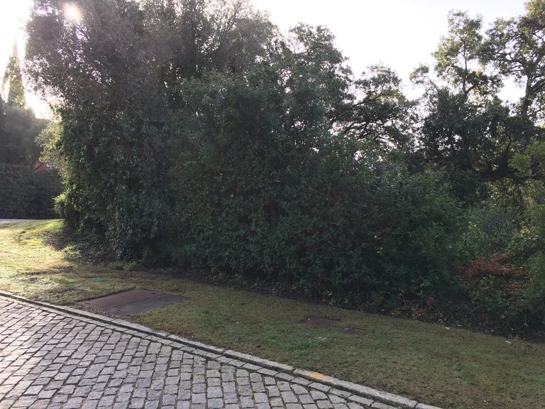 Plot for Sale in Sotogrande Cadiz 7