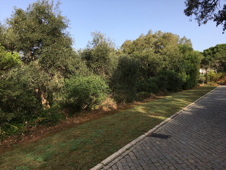 Plot for Sale in Sotogrande Cadiz 13