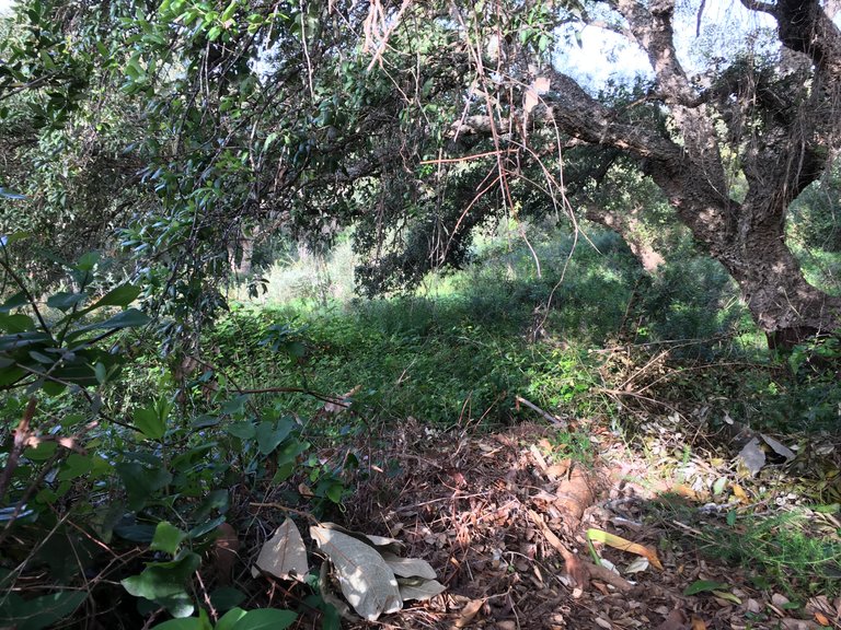 Plot for Sale in Sotogrande Cadiz 17