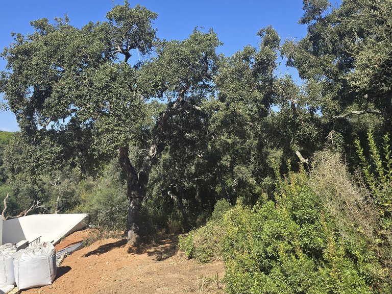 Plot for Sale in Sotogrande Cadiz 2