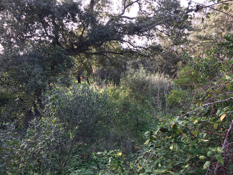 Plot for Sale in Sotogrande Cadiz 9
