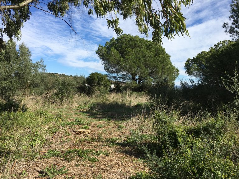 Plot for Sale in Sotogrande Cadiz 3