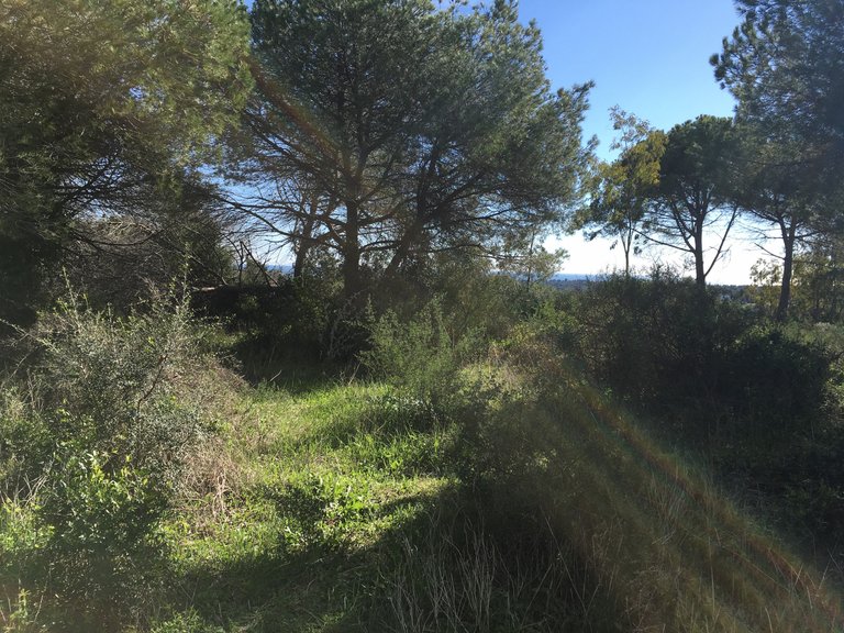 Plot for Sale in Sotogrande Cadiz 10
