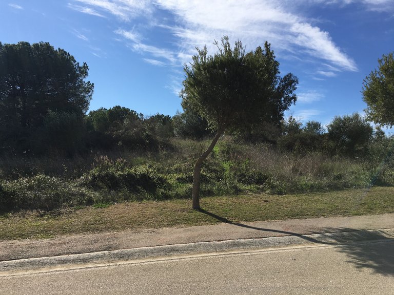 Plot for Sale in Sotogrande Cadiz 29