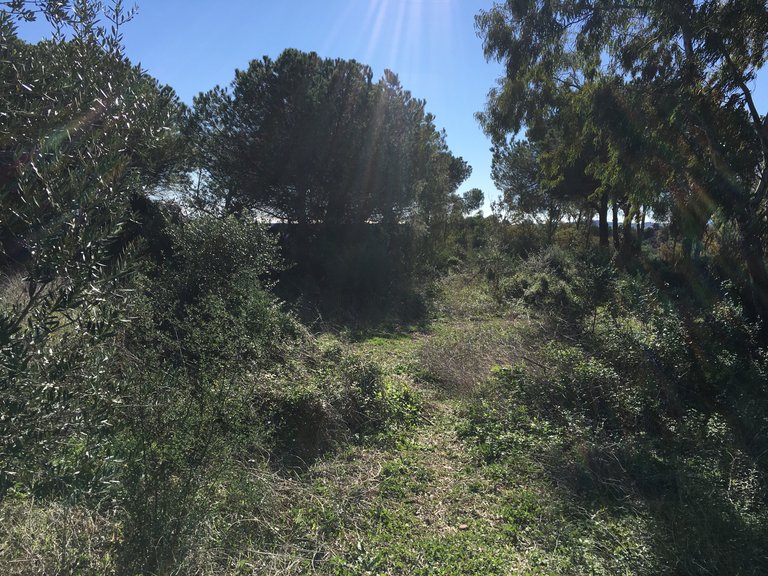 Plot for Sale in Sotogrande Cadiz 14