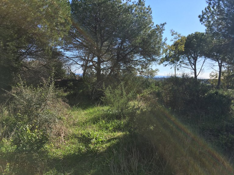 Plot for Sale in Sotogrande Cadiz 11