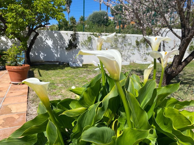 Apartment for Sale  in Estepona, Malaga 41