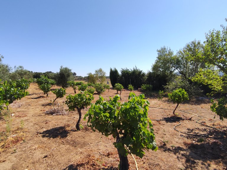 Country House for Sale in Ronda, Malaga 12