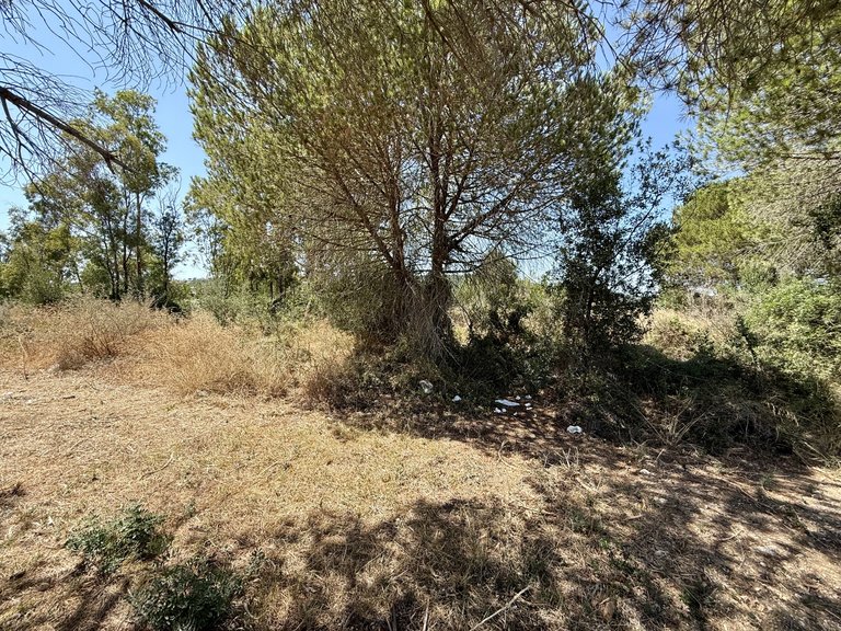 Plot for Sale in Sotogrande Cadiz 12