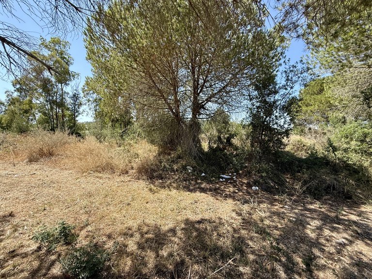 Plot for Sale in Sotogrande Cadiz 11
