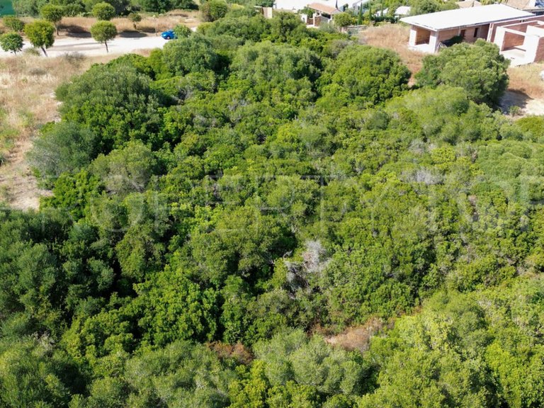 Plot for Sale in Sotogrande Cadiz 3