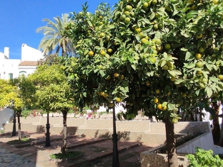 Town House for Sale in Nueva Andalucia Malaga 18