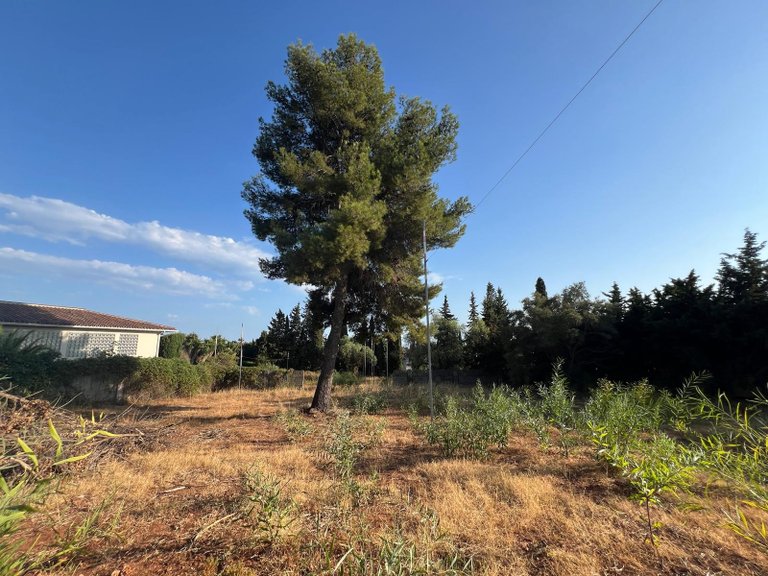 Plot for Sale in Marbella, Malaga 5