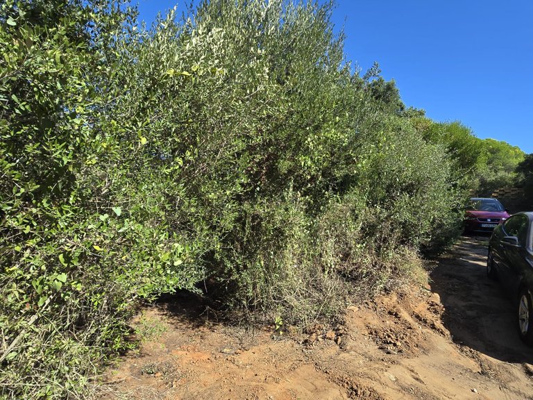 Plot for Sale in Sotogrande Cadiz 6