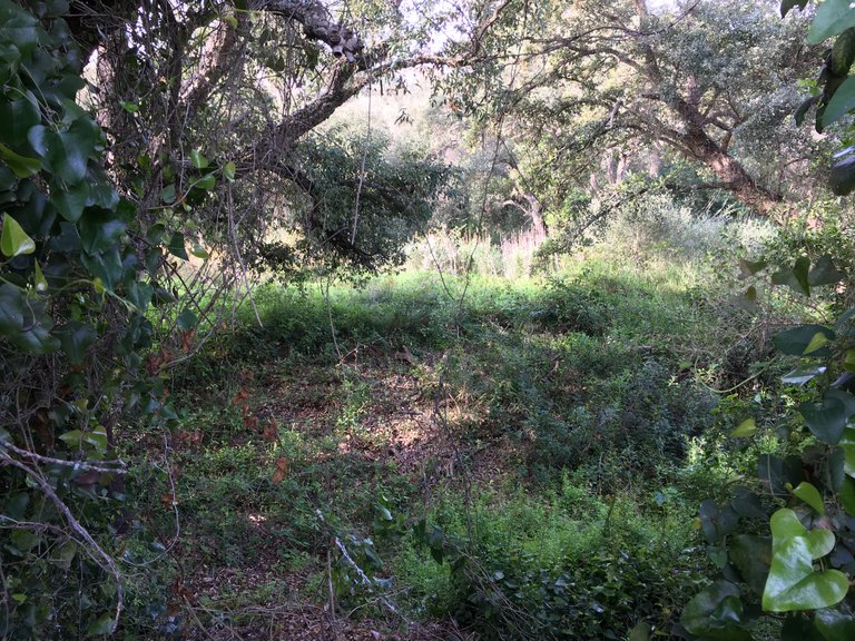 Plot for Sale in Sotogrande Cadiz 16