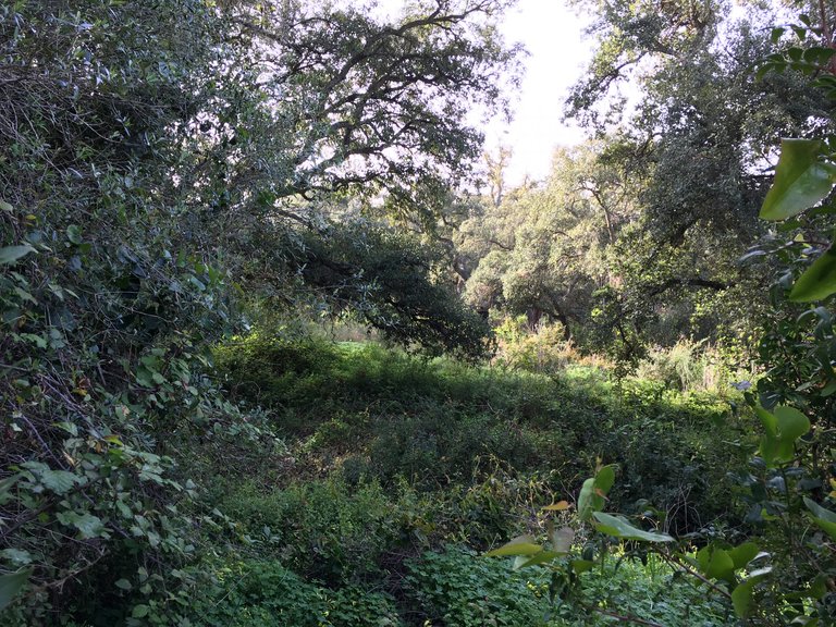 Plot for Sale in Sotogrande Cadiz 15