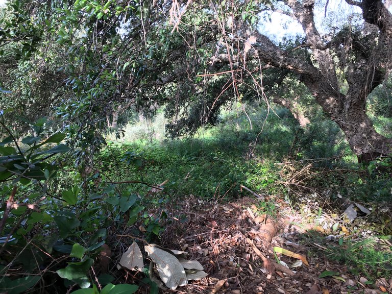Plot for Sale in Sotogrande Cadiz 17