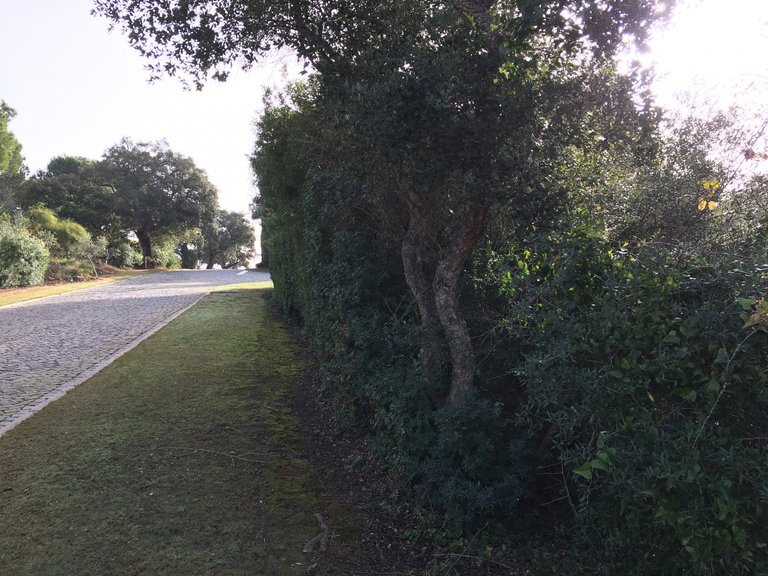 Plot for Sale in Sotogrande Cadiz 12