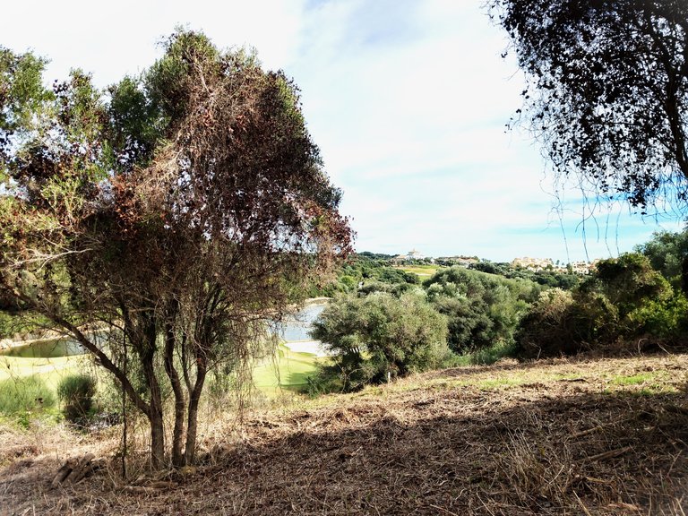 Plot for Sale in Sotogrande Cadiz 2