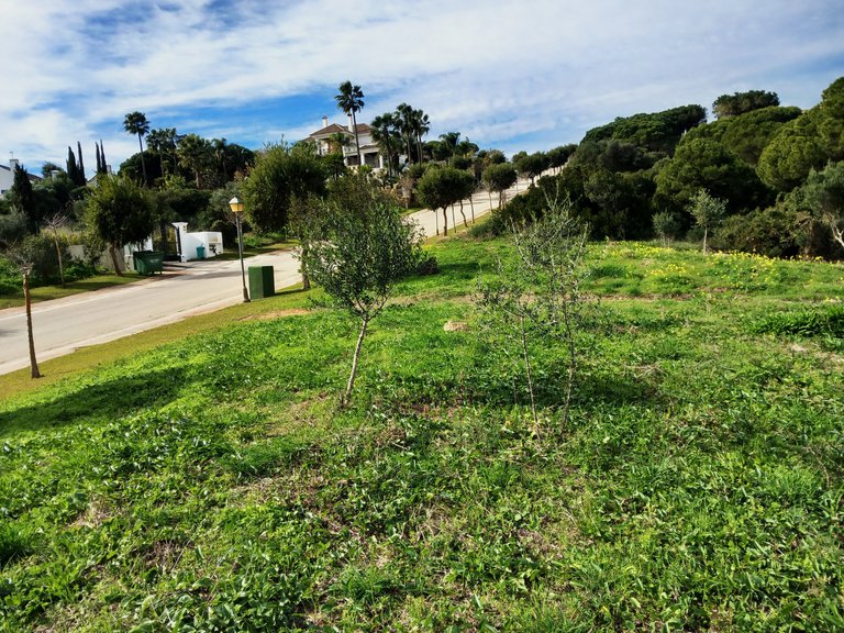 Plot for Sale in Sotogrande Cadiz 11