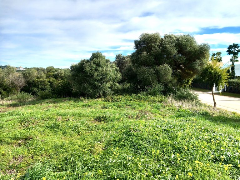 Plot for Sale in Sotogrande Cadiz 3
