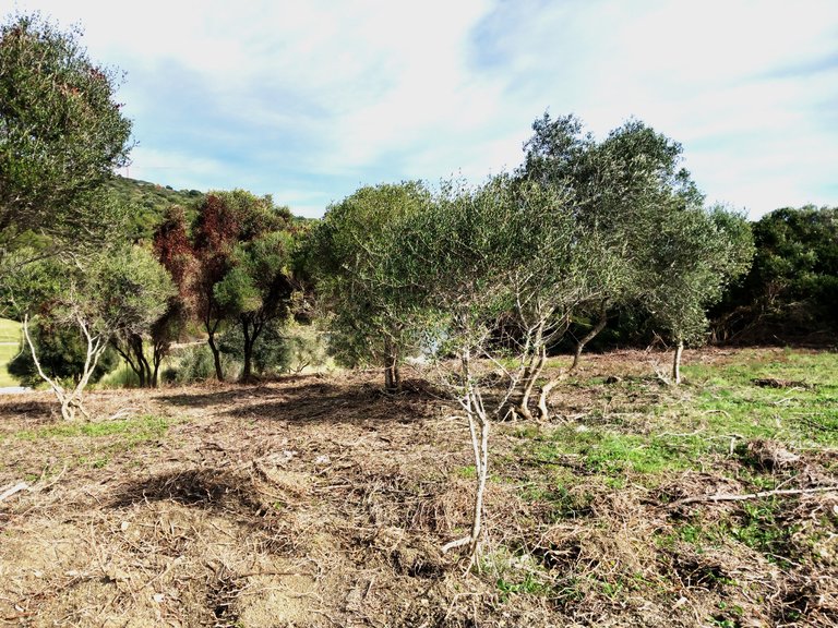 Plot for Sale in Sotogrande Cadiz 17