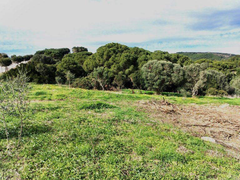 Plot for Sale in Sotogrande Cadiz 4