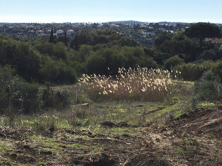 Plot for Sale in Sotogrande Cadiz 4